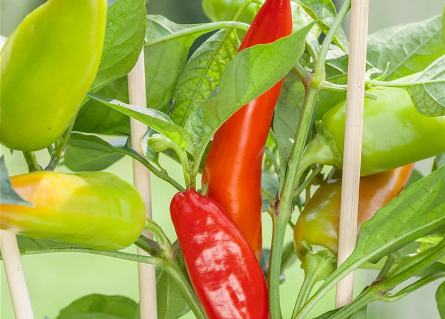 Capsicum annuum Pick & Joy®