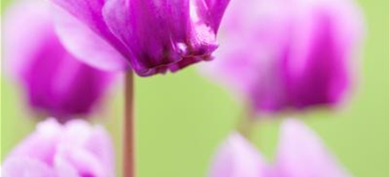 Cyclamen hederifolium