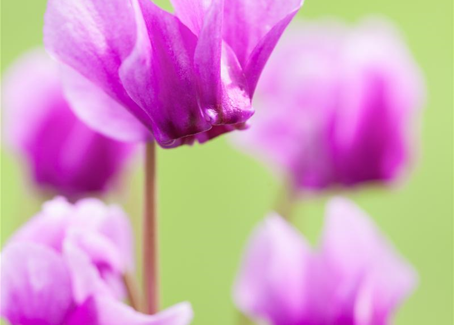 Cyclamen hederifolium