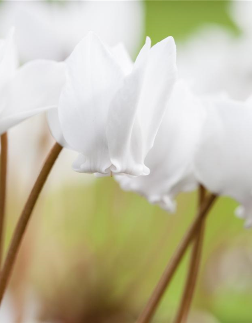 Cyclamen hederifolium