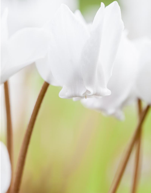 Cyclamen hederifolium