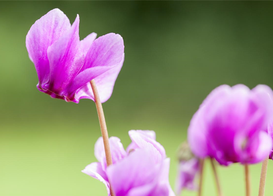 Cyclamen hederifolium