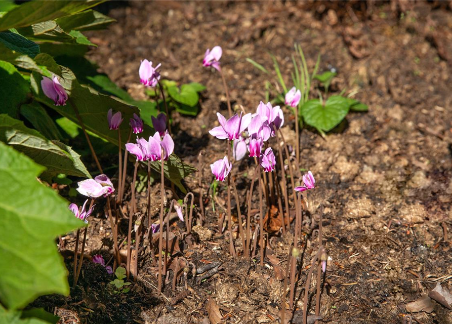 Cyclamen hederifolium