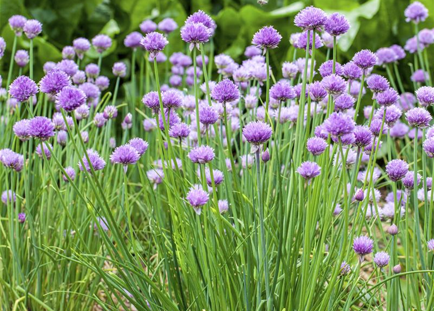 Allium schoenoprasum