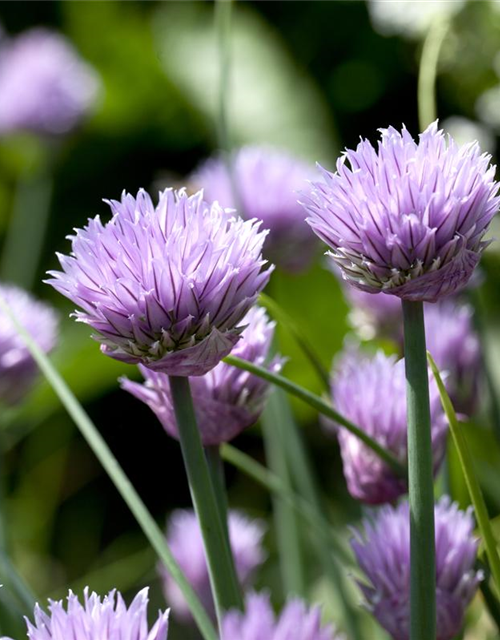 Allium schoenoprasum