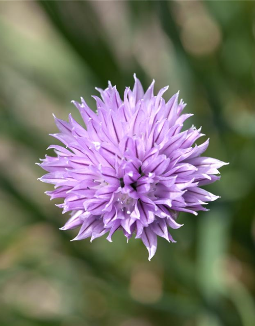 Allium schoenoprasum