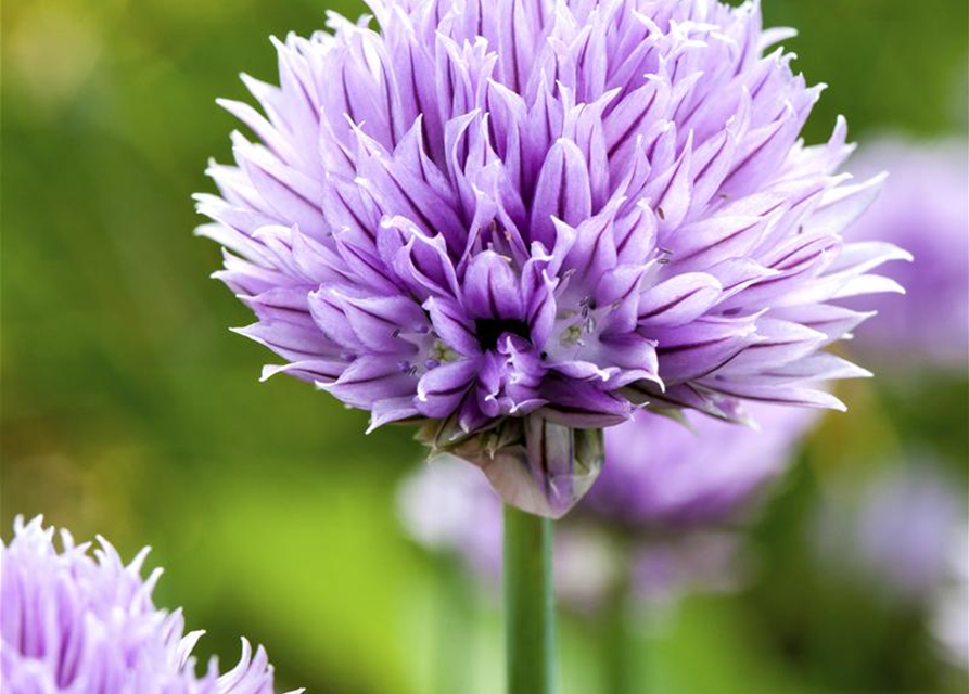 Allium schoenoprasum