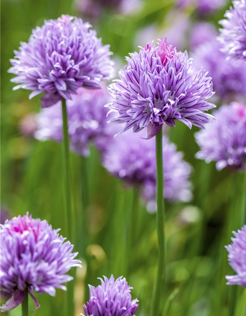 Allium schoenoprasum