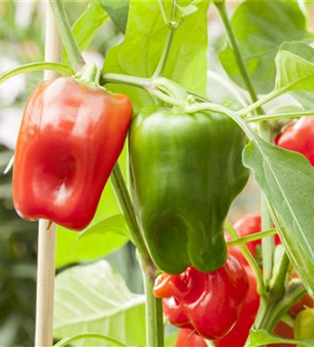 Capsicum annuum 'Pick a Pep'®