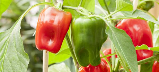 Capsicum annuum 'Pick a Pep'®