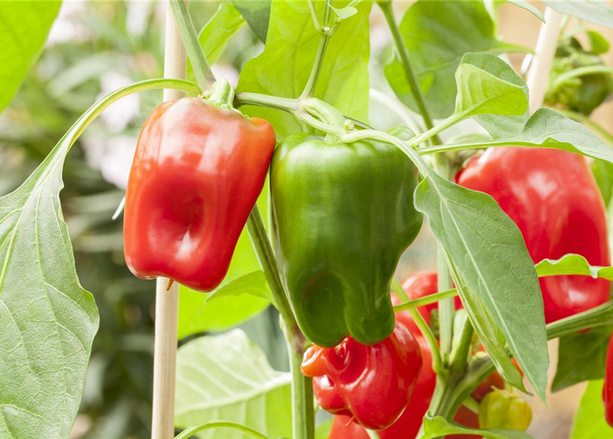 Capsicum annuum 'Pick a Pep'®