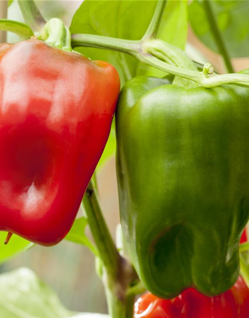 Capsicum annuum 'Pick a Pep'®