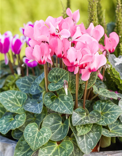 Cyclamen persicum 'Out-Land'