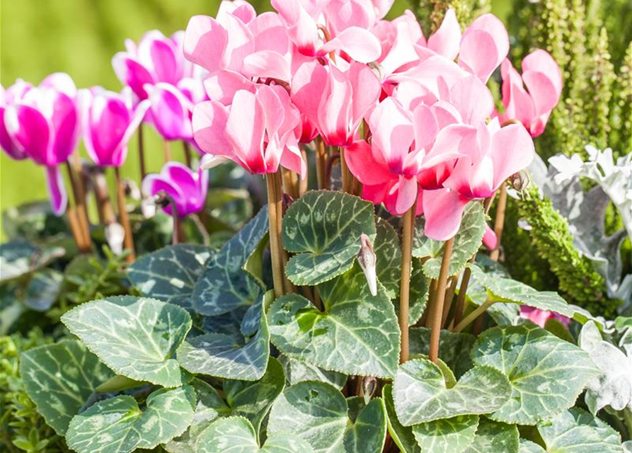 Cyclamen persicum 'Out-Land'