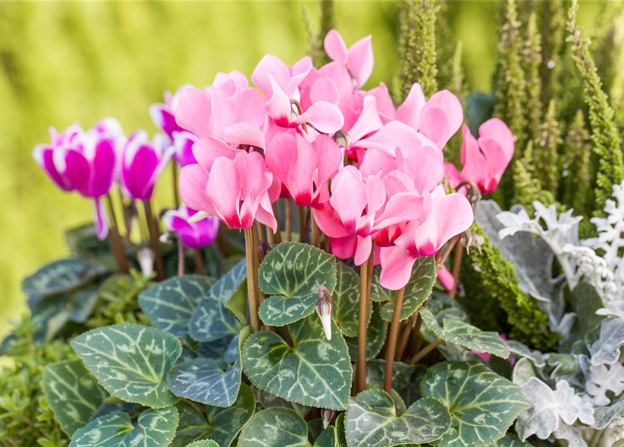 Cyclamen persicum 'Out-Land'