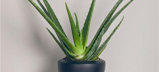 Aloe vera