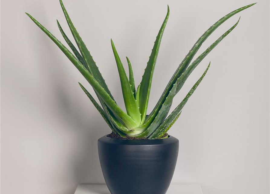 Aloe vera