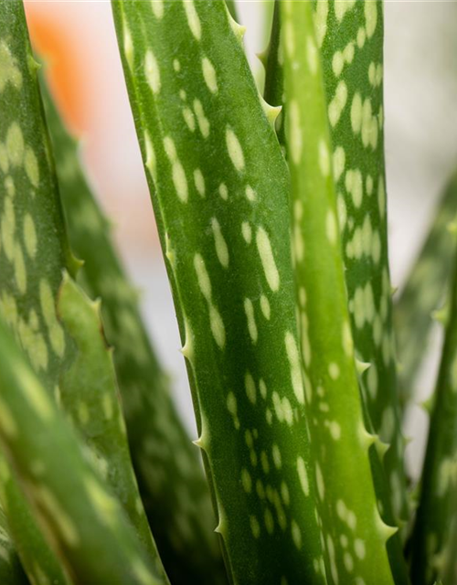 Aloe vera