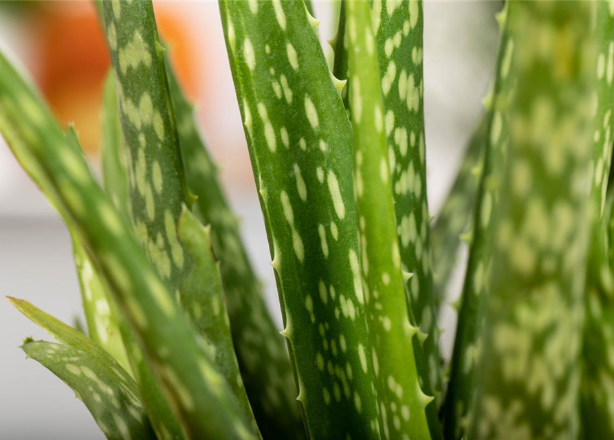 Aloe vera