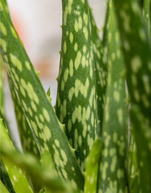 Aloe vera