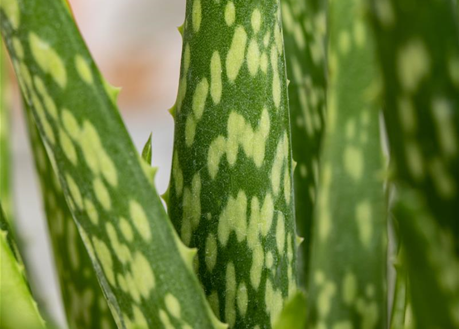 Aloe vera