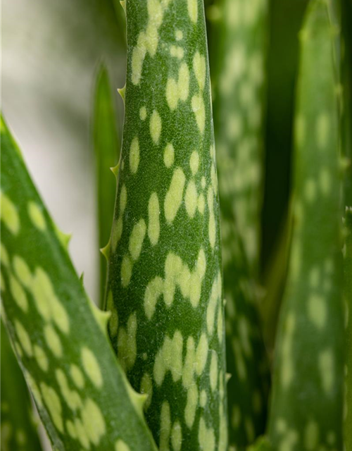 Aloe vera