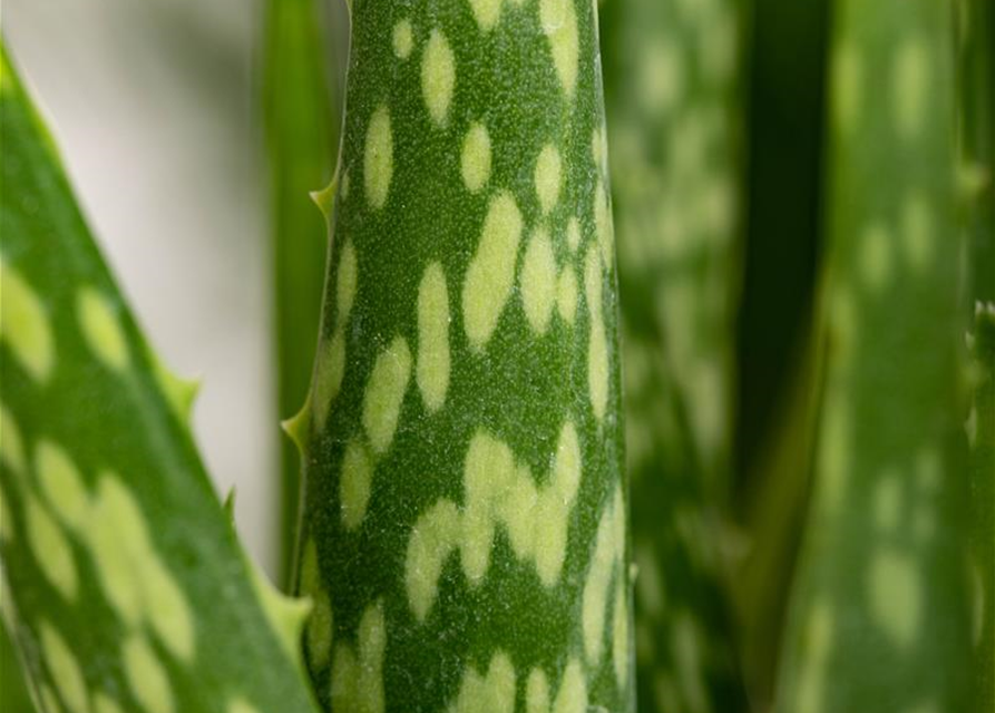 Aloe vera