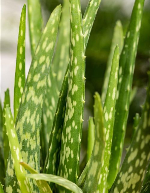 Aloe vera