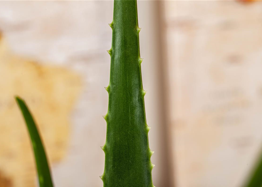 Aloe vera