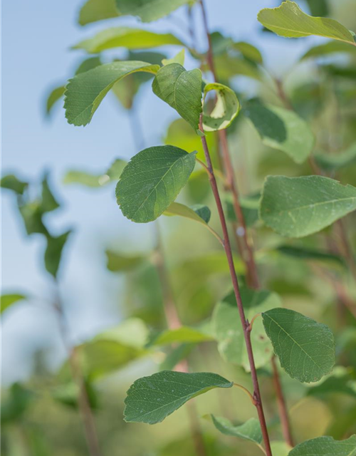 Amelanchier alnifolia 'Obelisk'®