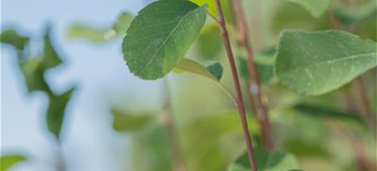 Amelanchier alnifolia 'Obelisk'®