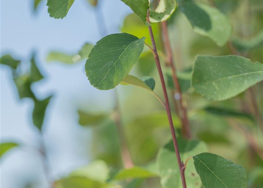 Amelanchier alnifolia 'Obelisk'®