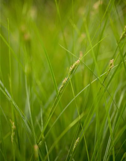 Carex brunnea