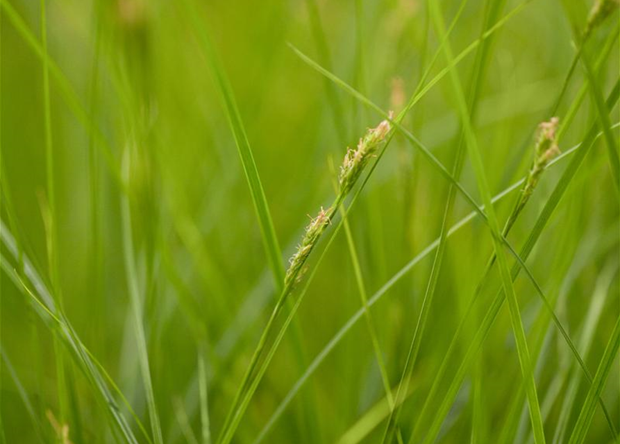 Carex brunnea