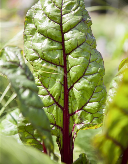 Beta vulgaris var. cicla