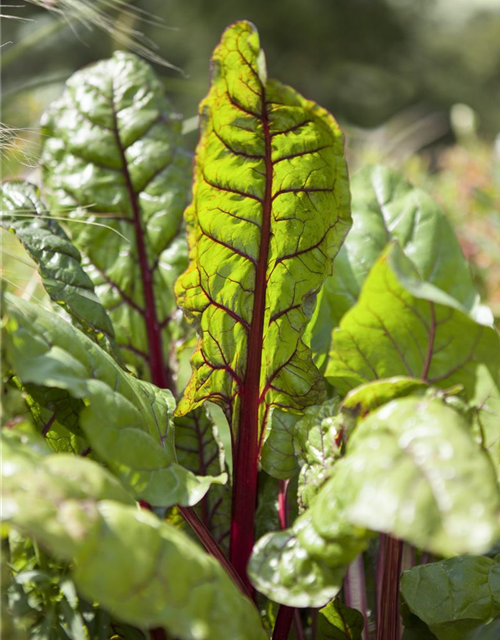 Beta vulgaris var. cicla