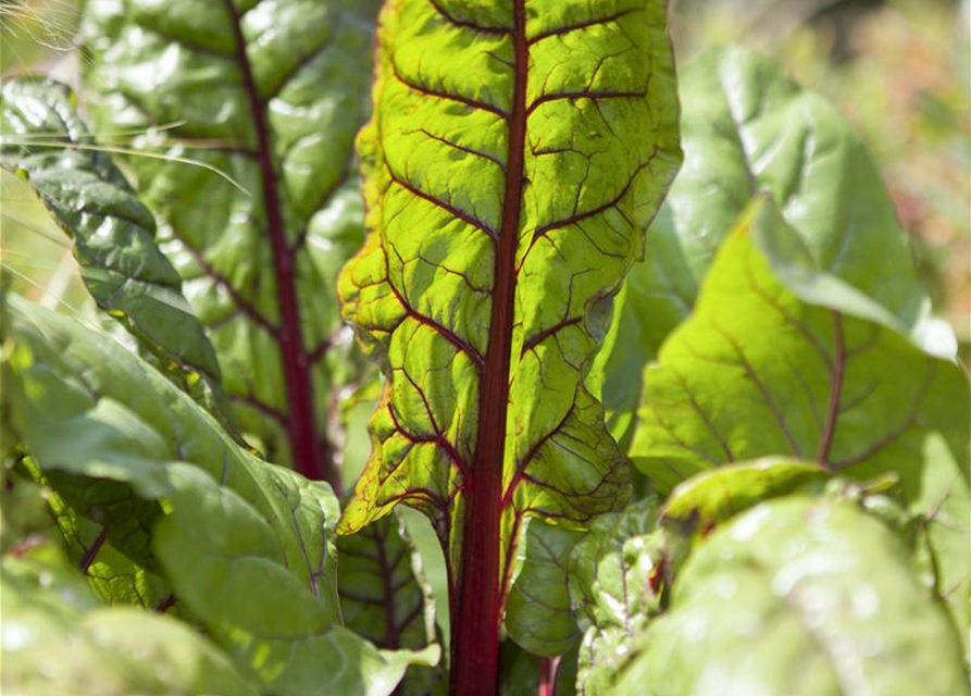 Beta vulgaris var. cicla