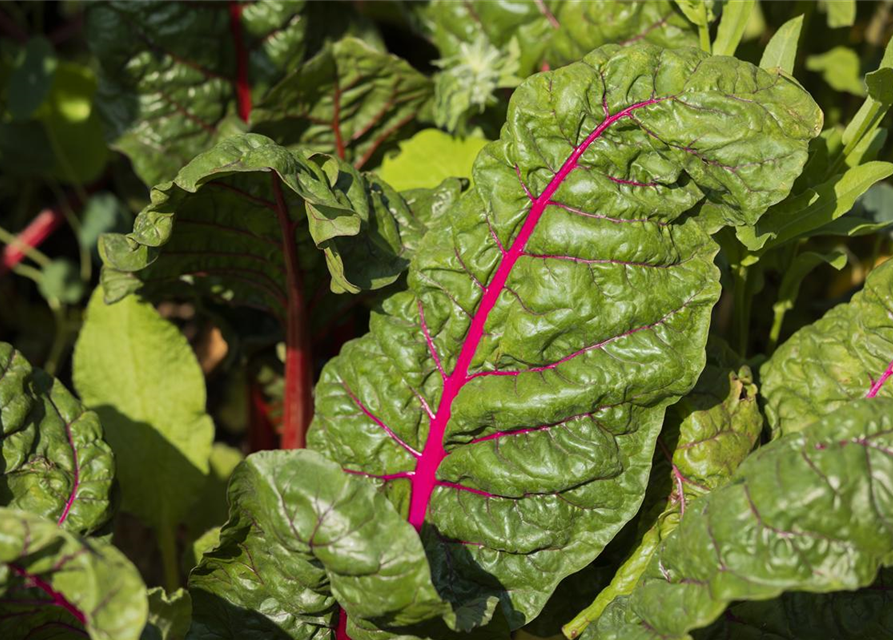 Beta vulgaris var. cicla