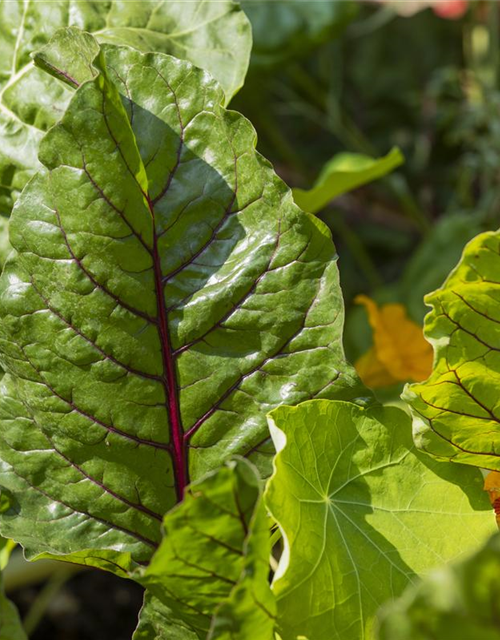 Beta vulgaris var. cicla