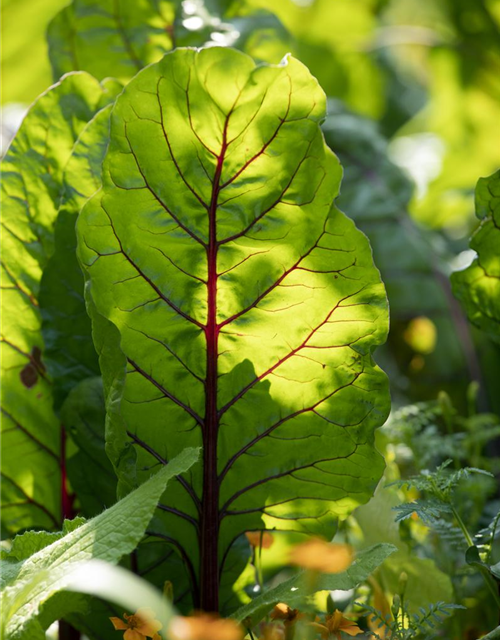 Beta vulgaris var. cicla