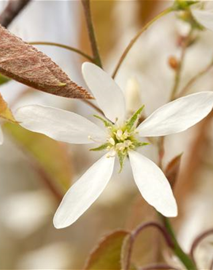 Amelanchier lamarckii