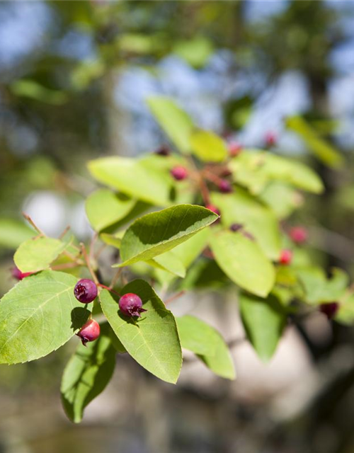 Amelanchier lamarckii