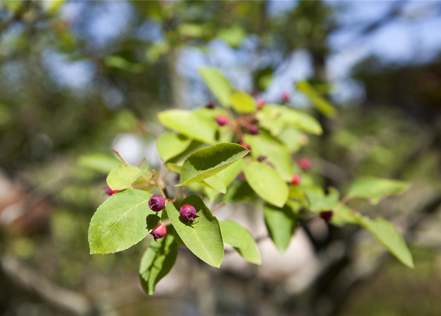 Amelanchier lamarckii