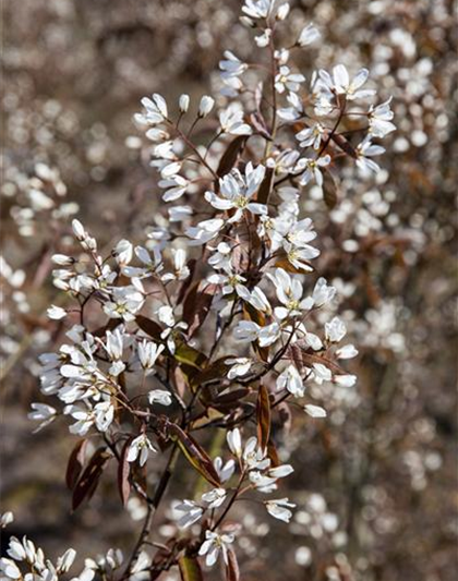 Amelanchier lamarckii 'Rainbow Pillar'®