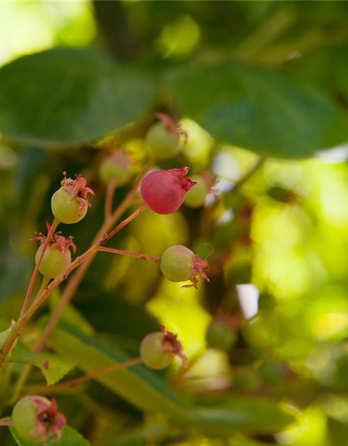 Amelanchier lamarckii