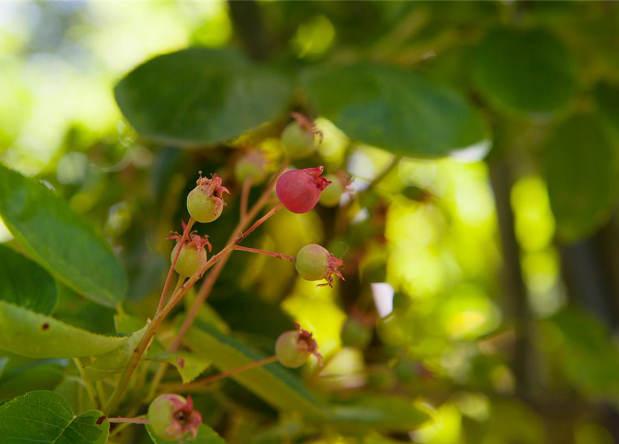 Amelanchier lamarckii