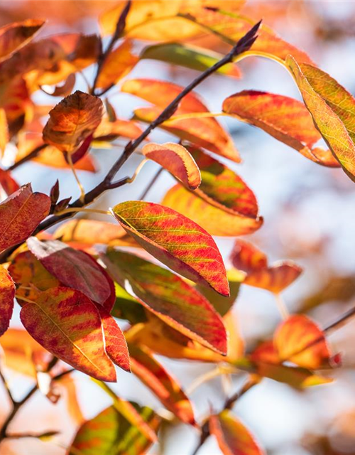 Amelanchier lamarckii