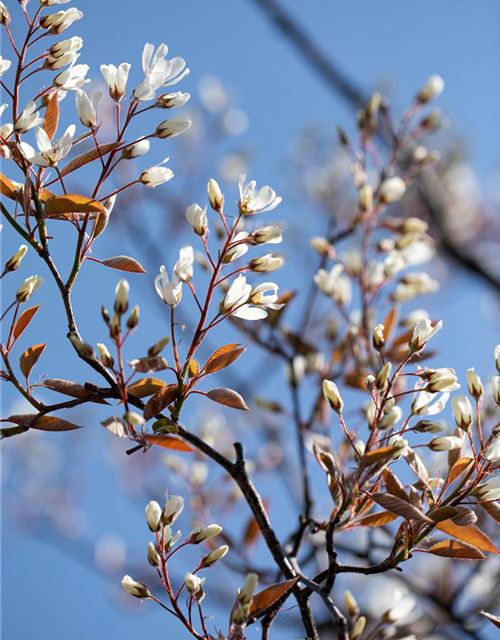 Amelanchier lamarckii