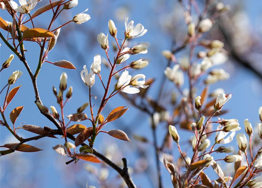 Amelanchier lamarckii