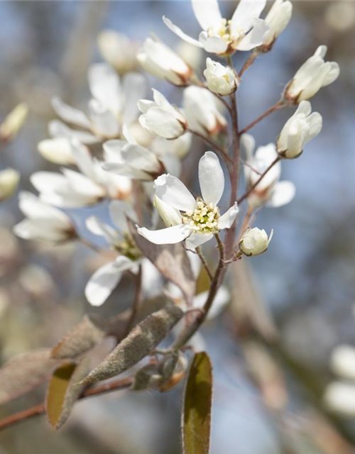 Amelanchier lamarckii